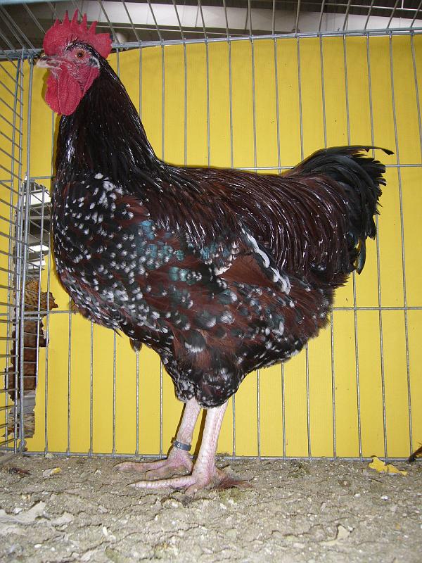 Hannover 2008 282.jpg - Sussex braun-porzelanfarbig von Franz Hallermann Preis V 97 MB